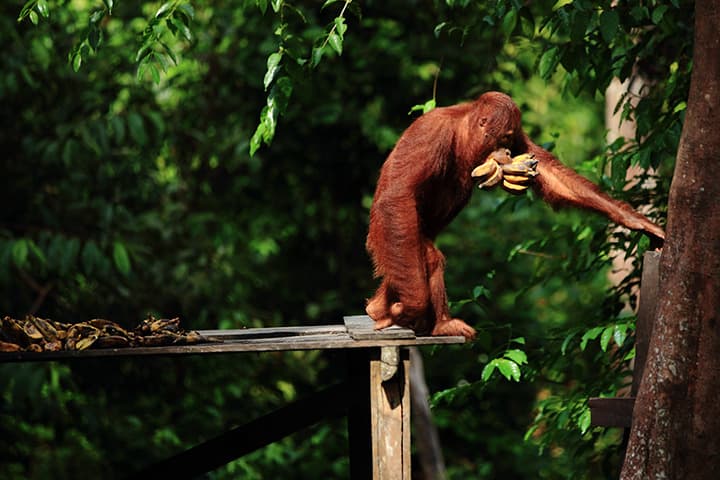 Tanjung Puting National Park