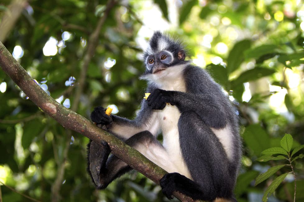Leuser National Park
